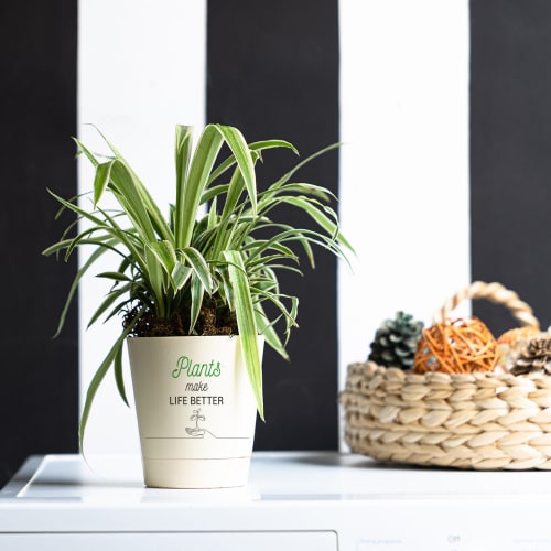 Plants Make Life Better Spider Plant