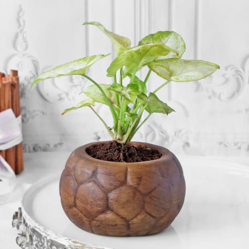 Syngonium Plant in Textured Ceramic Planter: Gift/Send Plants Gifts Online HD1135768 |IGP.com