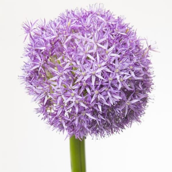 Allium Globemaster (Bunch of 5)