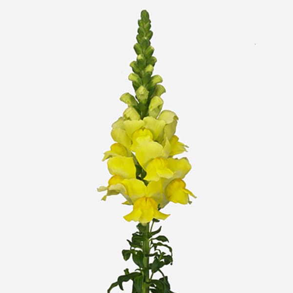 Antirrhinum Legend Yellow (Bunch of 10)