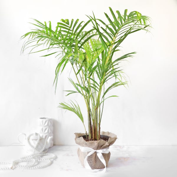 Areca Palm in Jute Wrapping with Planter