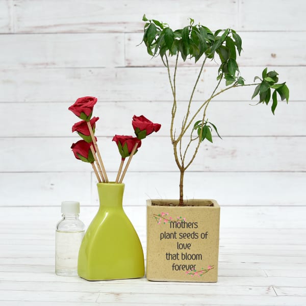 Attractive Crape Jasmine Chandni Plant In Mothers Love Ceramic Planter With Assorted Diffuser