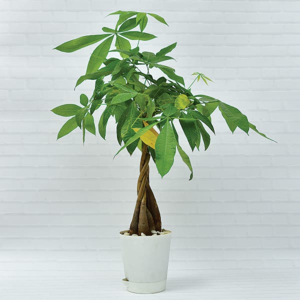 Braided Malabar Chestnut Pachira Bonsai Money Tree Plant (More light/Moderate Water)