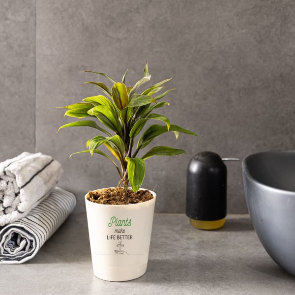 Dracaena Coffee Plant