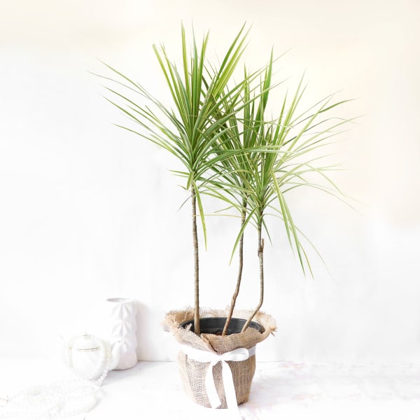 Dracaena Plant in Jute Wrapping with Plastic Planter