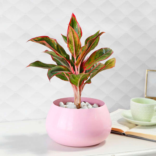 Dracaena Plant in Pink Round Pot