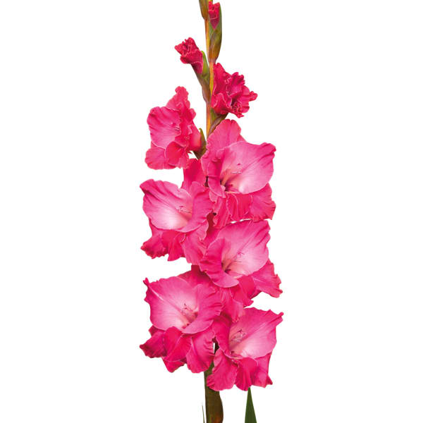 Gladiolus Fairytale Pink (Bunch of 10)