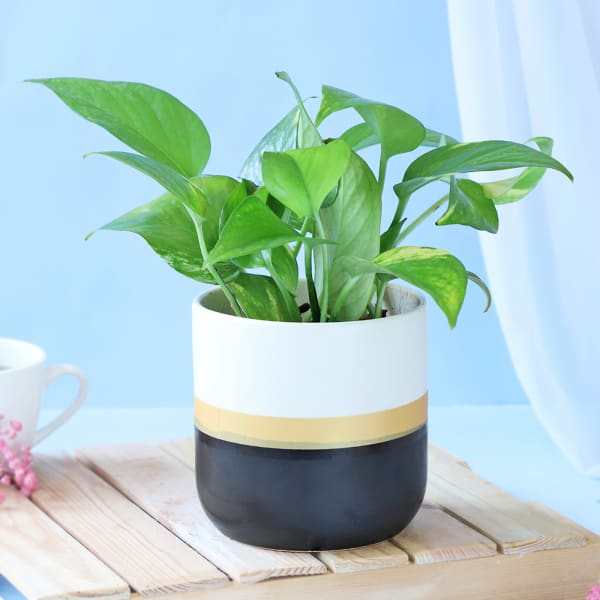 Golden Aura Money Plant