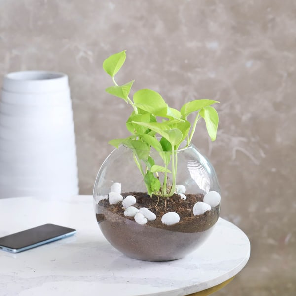 Golden Money Plant in a Glass Bowl