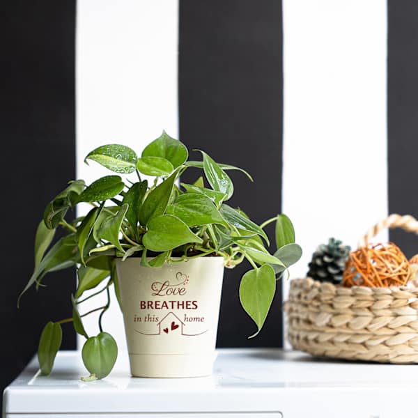 House of Love Philodendron Brasil Plant
