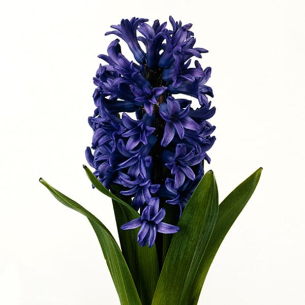 Hyacinths Atlantic (Bunch of 10)