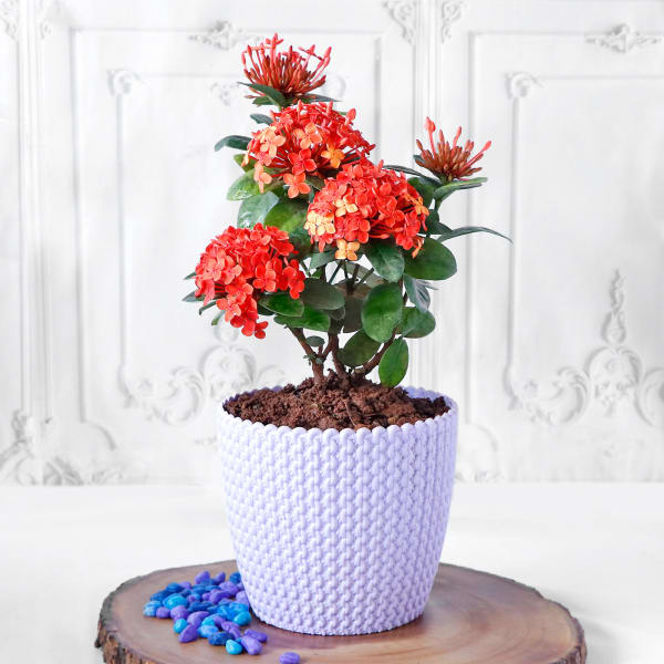 Ixora Flower Plant in Textured Plastic Planter