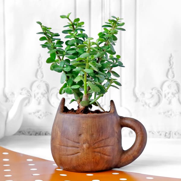 Jade Plant in Feline Ceramic Planter