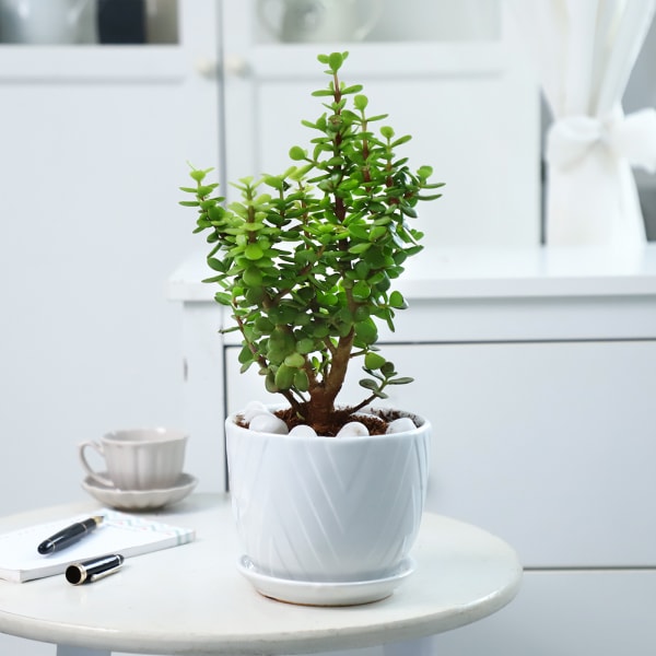 Jade Plant With Planter