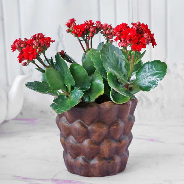 Kalanchoe Flower Plant in Ceramic Planter