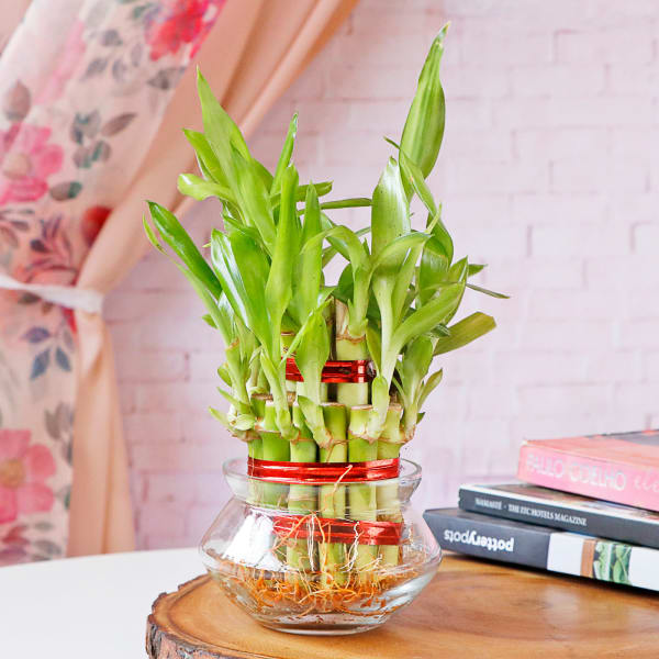 Lucky Bamboo In Mini Bowl Glass Vase