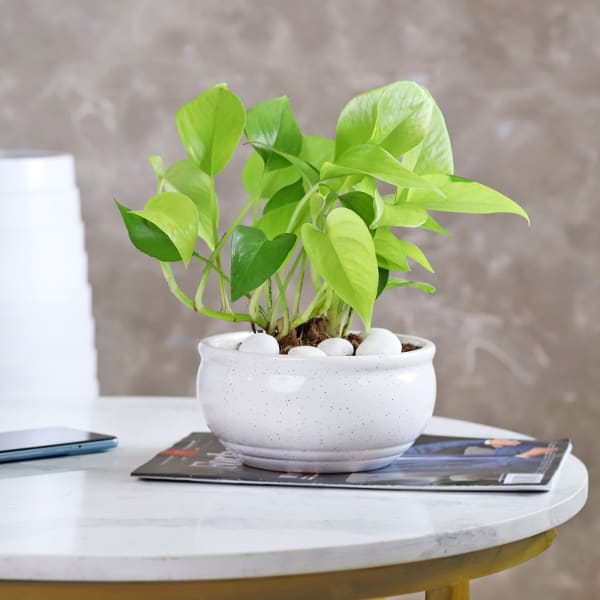 Money Plant in White Ceramic Planter