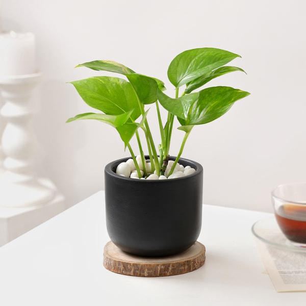 Nature's Warmth Father's Day Money Plant With Planter