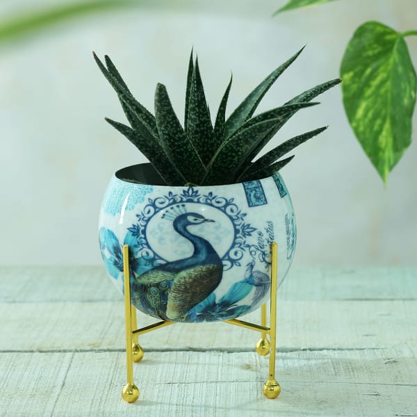 Peacock Design Round Metal Planter without Plant