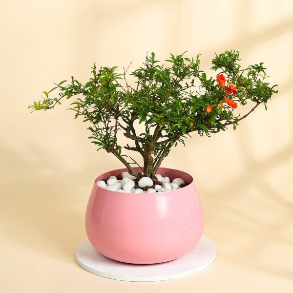 Pomegranate Dwarf Plant With Metal Planter