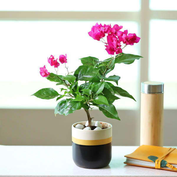 Pretty Bougainvillea Plant in a Ceramic Pot