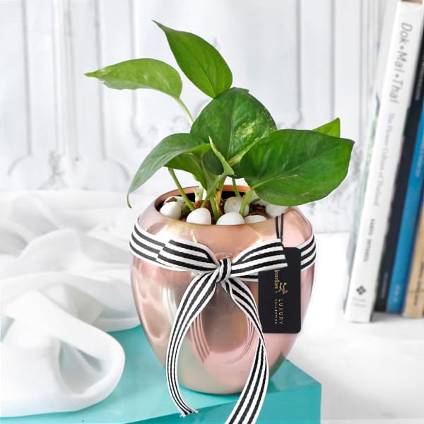 Rose Gold Good Luck Pot