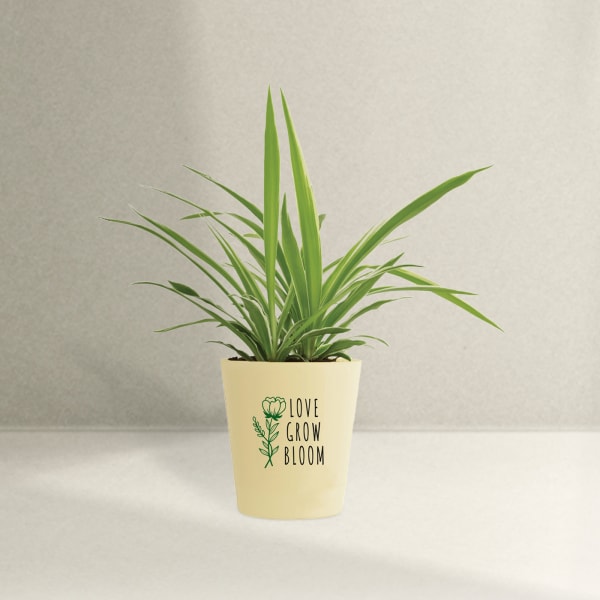 Spider Plant In Motivational Planter