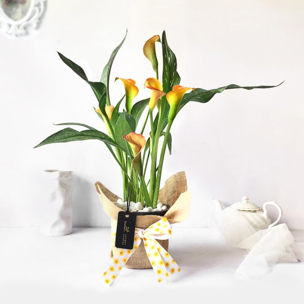 Sunset Calla Lily Potted Plant Gift