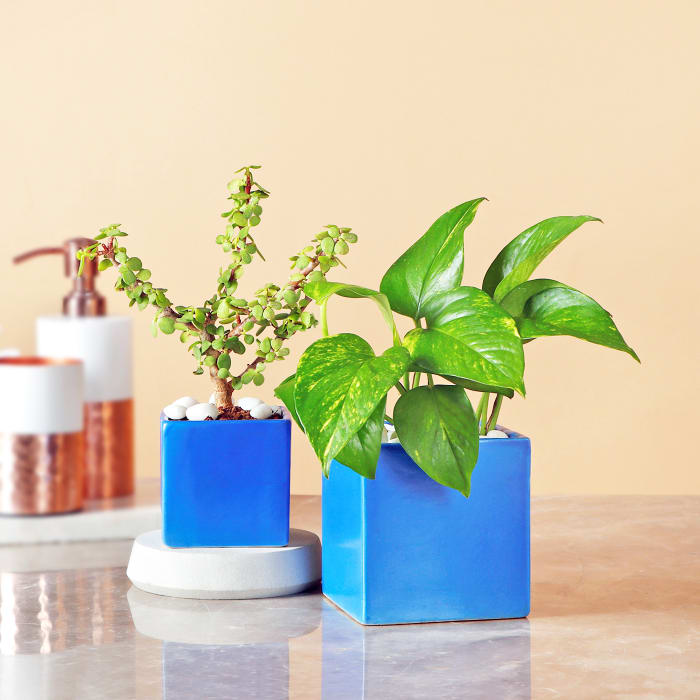 Jade & Money Plant in Rectangular Ceramic Pot