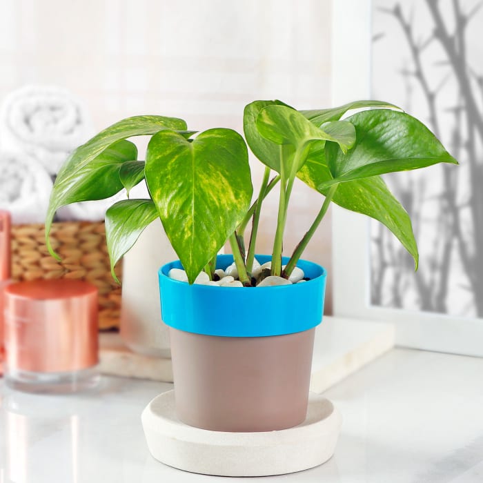 Money Plant in Plastic Planter