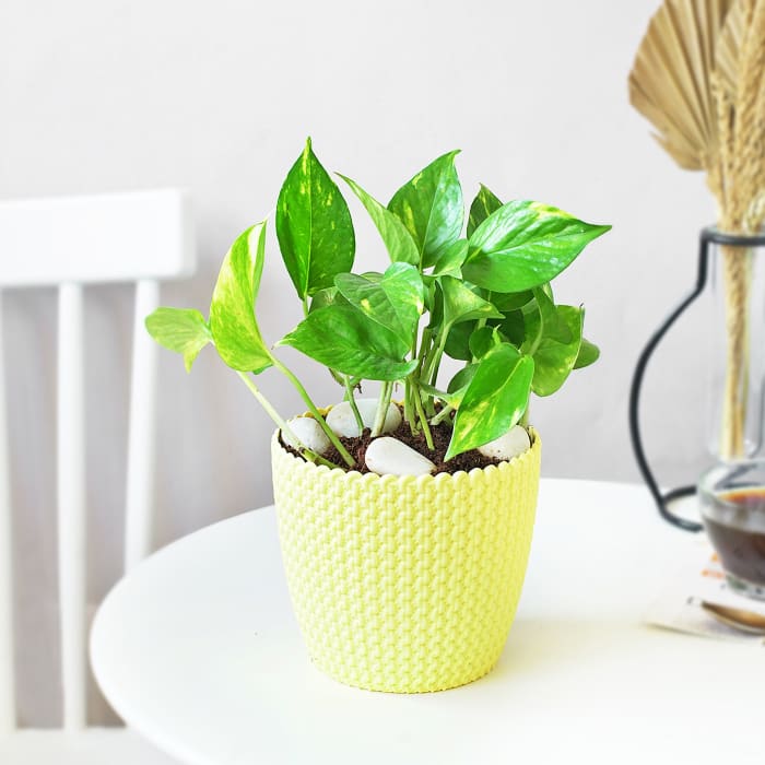 Money Plant In Textured Yellow Planter