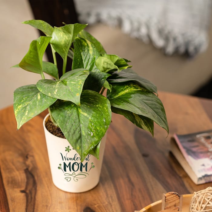 Money Plant Variegated For Wonderful Mom