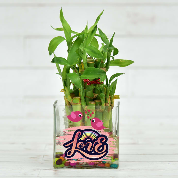 Two Layer Lucky Bamboo Plant in Customized Love Glass Pot