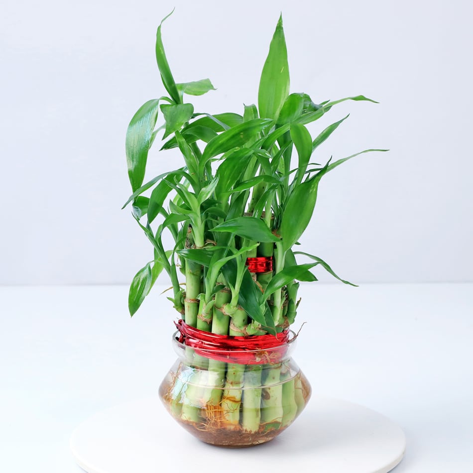 KS Money plant with self watering pots – KS ARTS COLLECTION