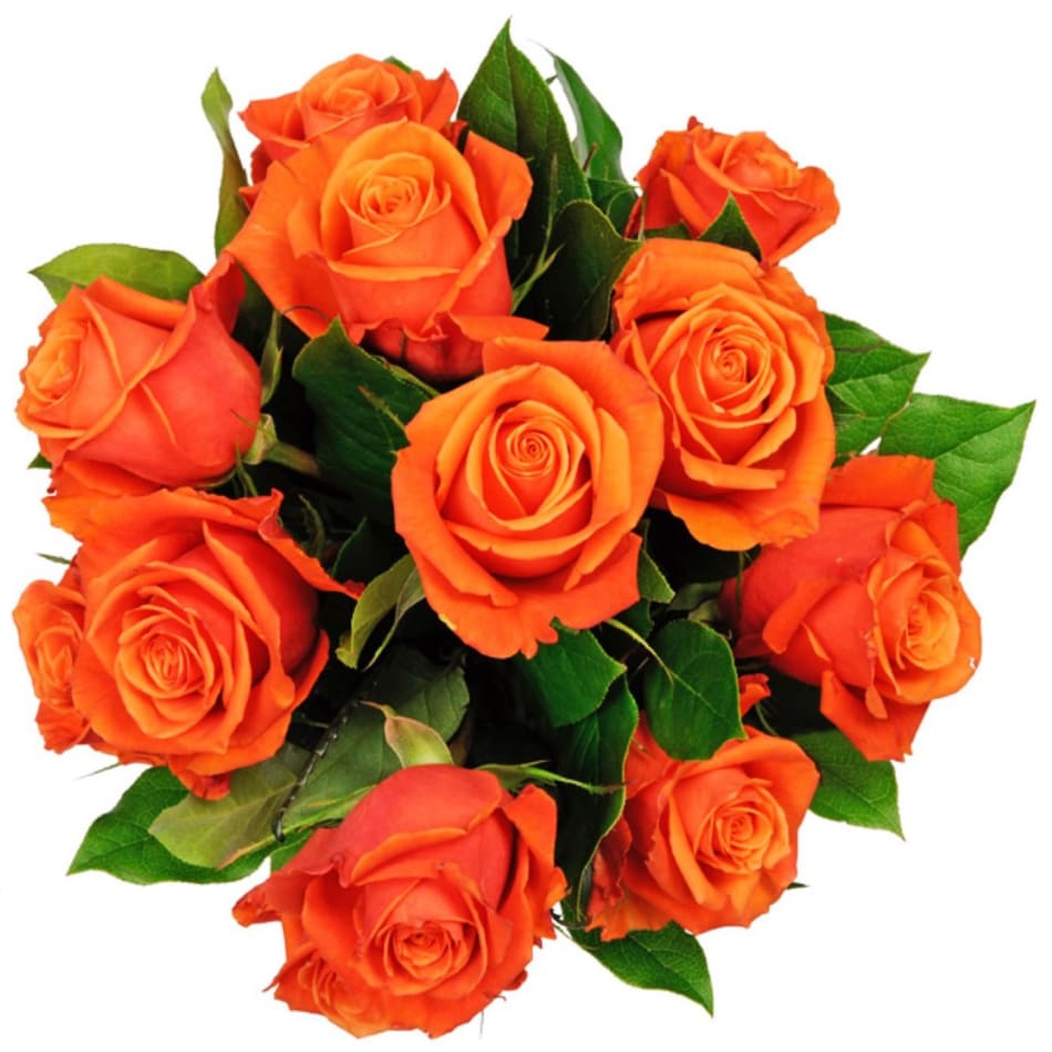 Orange roses online