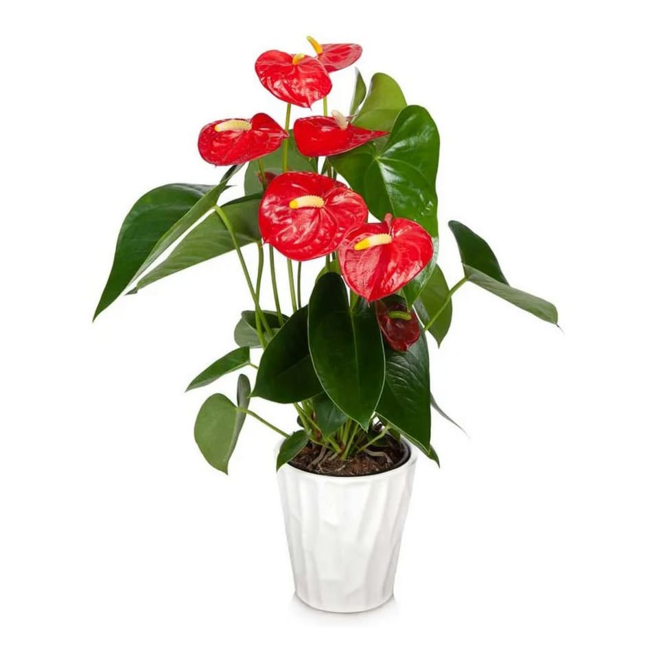Mostera Indoor Plant - Wrapped