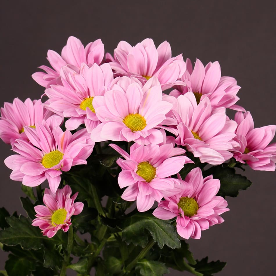 Chrysanthemum Grand Pink Bunch of 10 : Gift/Send WAFA India 2020 Gifts Online WF1096375 |IGP.com
