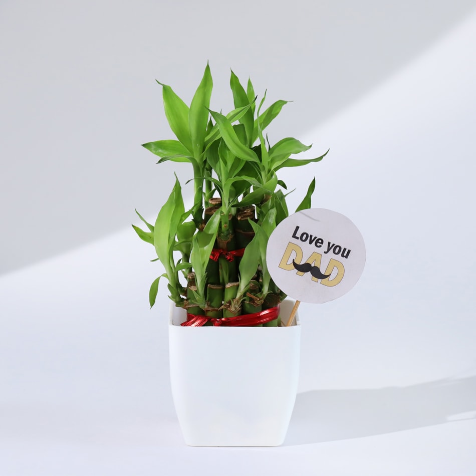Buy/Send Christmas Luck 2 Layer Bamboo Plant Online- FNP