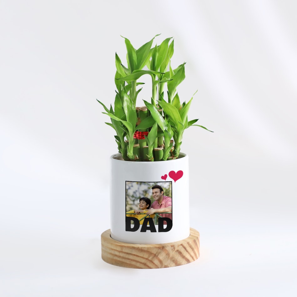 Lucky bamboo large in glass bowl and golden planter | Plant Gift