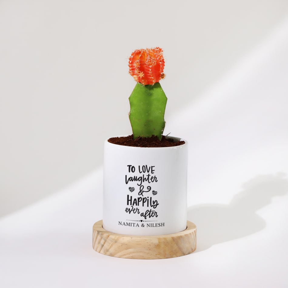 Buy 10 Mixed Indoor s - 5 Succulents - 5 Cactus s in 5.5cm Pots - Indoor Gifts  Online at desertcartIsrael