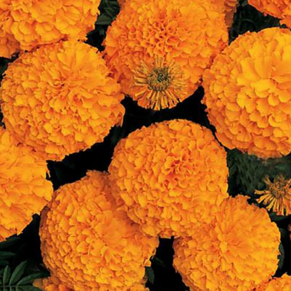 Inca Orange Marigold per Kg : Gift/Send WAFA India 2020 Gifts Online WF1096509 |IGP.com
