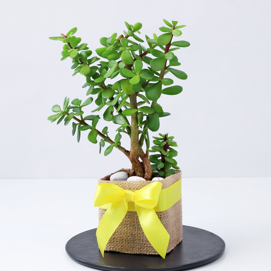 Buy Now Buy Corporate Gift Online - Money Plant (Live Plant)Indoor Oxygen &  Air Purifier Plant with glass Pot and Decotative Materials Laxmi ATM Card -  Visit now for best prices and