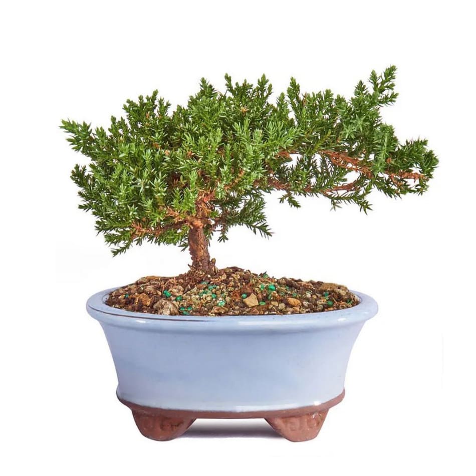 Gorgeous Bonsai with Very Attractive Pot with choice of your color  -Excellent Gift. buy online plants and trees at pixies Gardens.