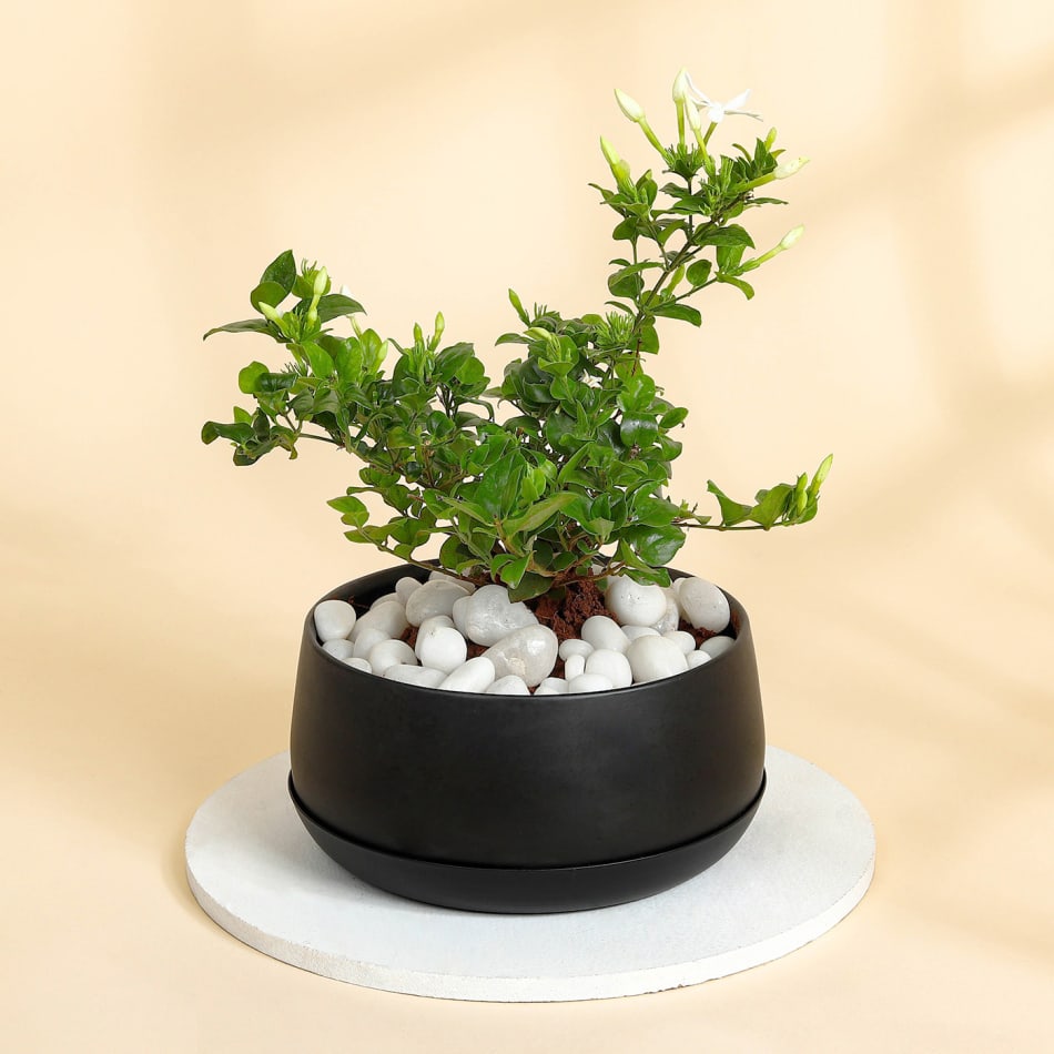 Jasmine Plant With Black Planter: Gift/Send Mother's Day Gifts Online JVS1205326 |IGP.com
