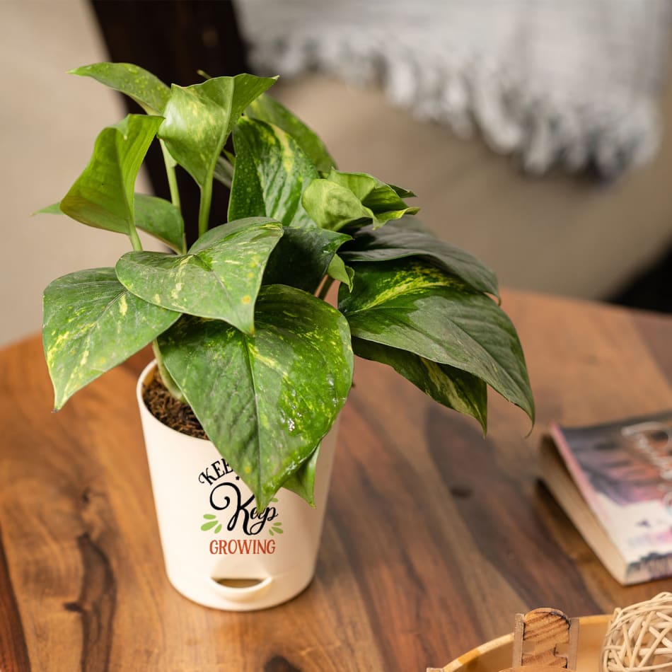 Buy Eco friendly Green Money Plant with Smiley - Gift Plant online from  Nurserylive at lowest price.