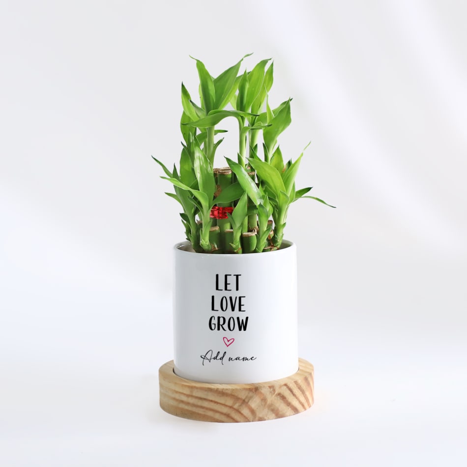 Amazon.com : Athena's Garden Lucky Bamboo Indoor Live Plant 3 Tier Tower  Fresh Plant in Ceramic Planter (Flower Frog) : Patio, Lawn & Garden