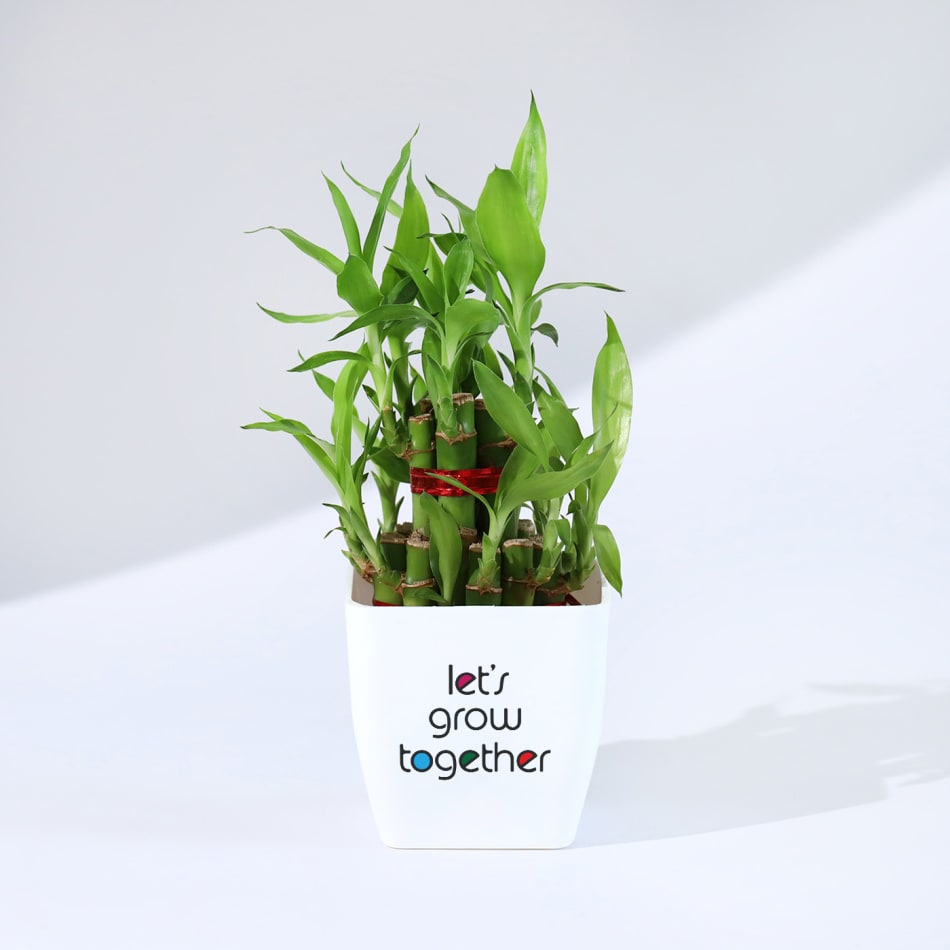 Bringing Good Luck Plant at Rs 599 | Plant in Noida | ID: 14025190055