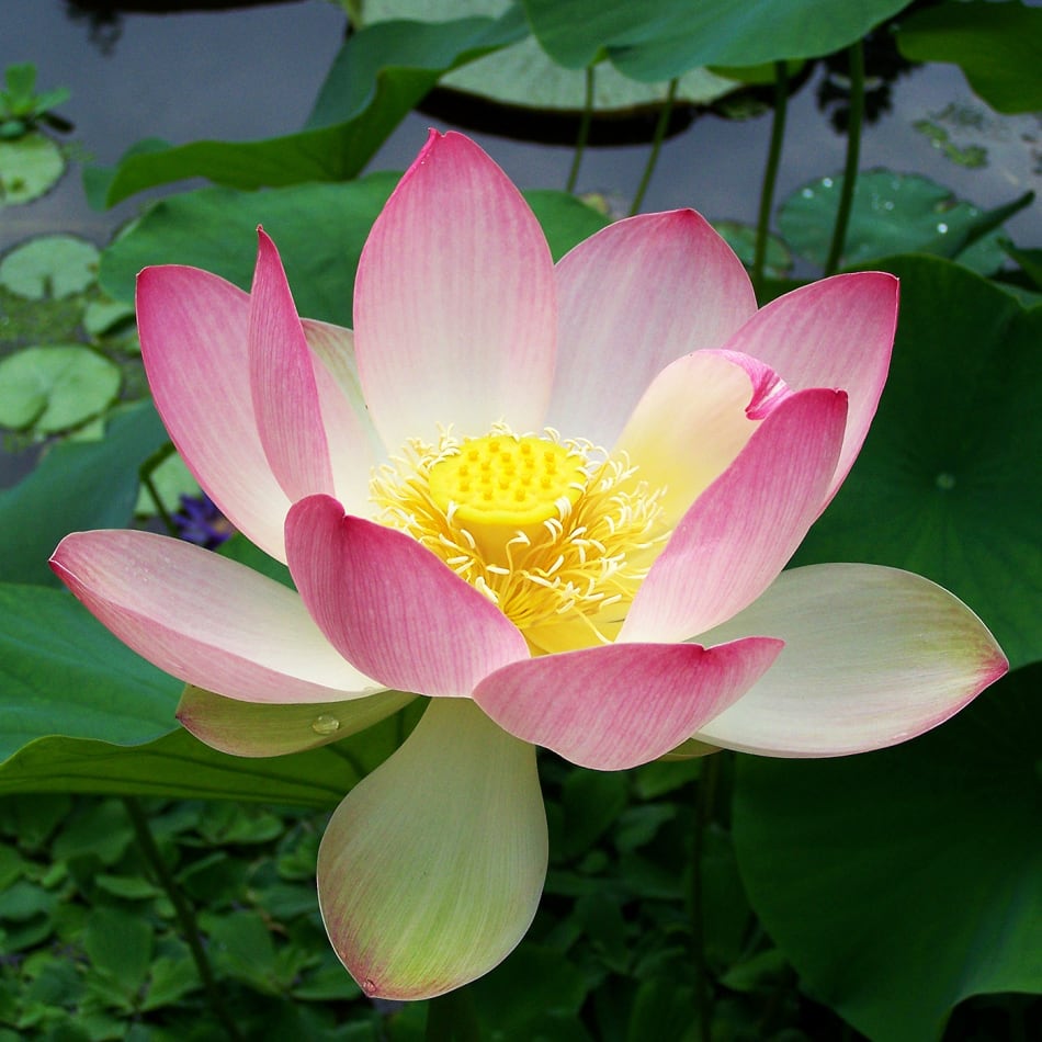 Lotus Nymphaea nelumbo per Stem : Gift/Send WAFA India 2020 Gifts Online WF1096507 |IGP.com