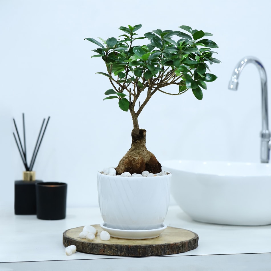 Microcarpa Bonsai With White Planter And Plate: Gift/Send Plants Gifts  Online JVS1264402 |IGP.com