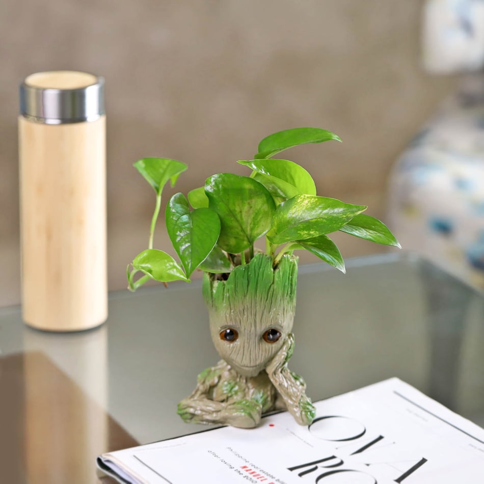 Money Plant in a Baby Groot Planter: Gift/Send Plants Gifts Online ...